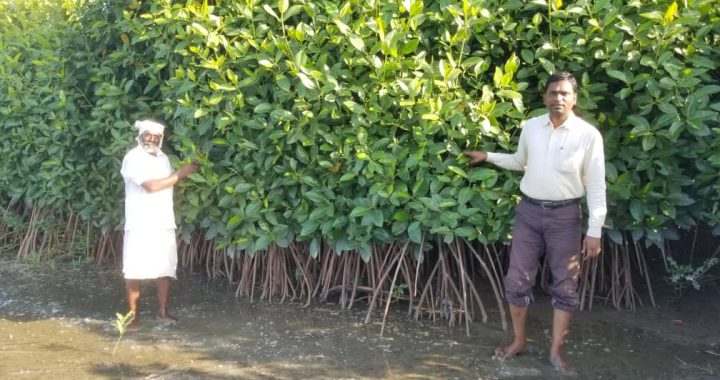 Mangrove Ecosystems: Nature’s Living Shield Against Climate Change and Coastal Disasters